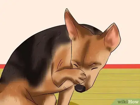 Image titled Remove a "Foxtail" from a Dog's Nose Step 3